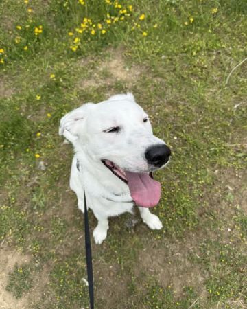 Balu