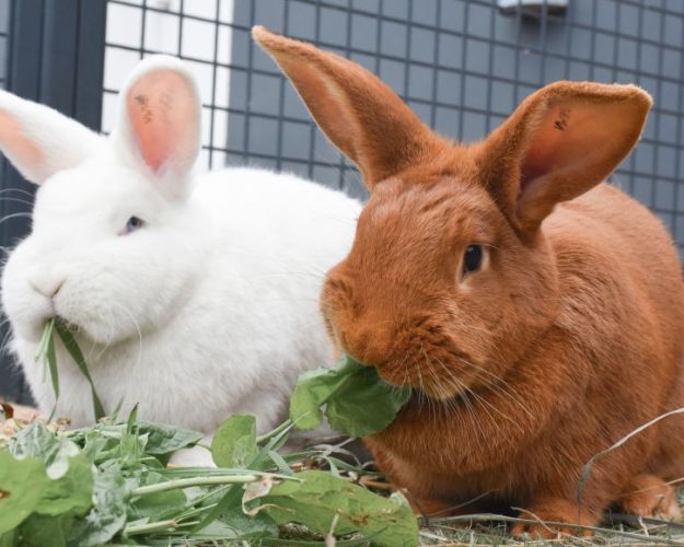 En hvid og en brun kanin gumler grønt