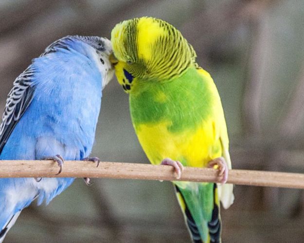 En blå og en gul og grøn undulat sidder sammen på en gren