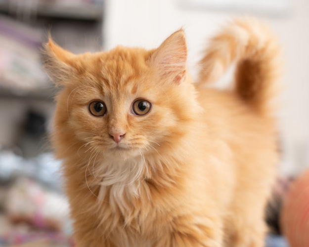 Orange kat med brune øjne