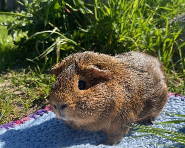 Brunt marsvin står på blåt tæppe på græsset. 