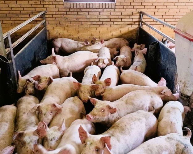 Billede fra Fødevarestyrelsen kontrol. Ved dette kontrolbesøg blev der ikke sanktioneret for manglende plads, men derimod for manglende rodematerieale. Der skulle have været en rafte i en af plastikholderne. Foto: Fødevarestyrelsen