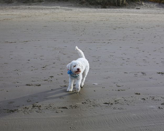 Hvid hund i løb på strand
