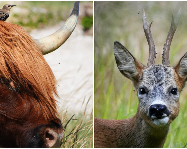 Billede af bisonokse med stær på hovedet og råbuk