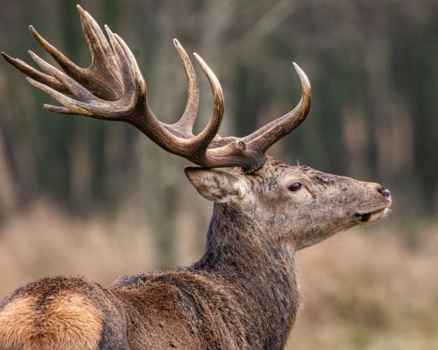 Kronhjort set fra siden
