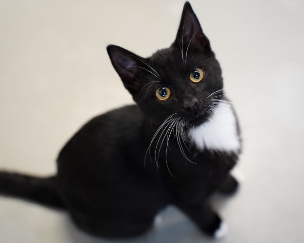 Gammel overtro gør det sommetider svært at være en sort kat. Men de sort katte er ligeså dejlige som alle de andre farver katte, mener familiedyrschef. Foto: Dyrenes Beskyttelse