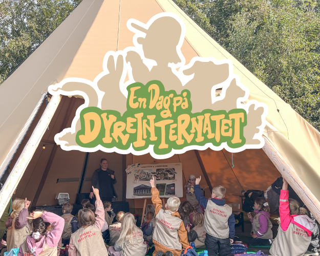 En dag på dyreinternatet