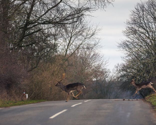 Efteråret er højtid for hjortepåkørsler. Let foden fra speederen og vær opmærksom på træer og buske helt ud til vejen. Foto: Dyrenes Beskyttelse