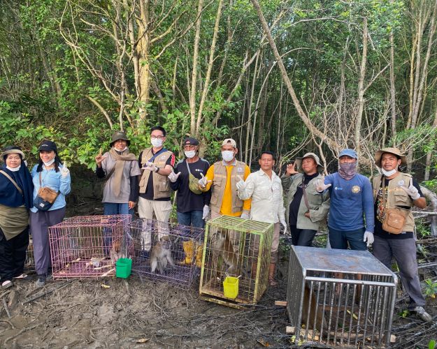 En gruppe mennesker står i en mangroveskov sammen med flere bure, hvor langhalede makak-aber sidder klar til at blive genudsat. Gruppen smiler.