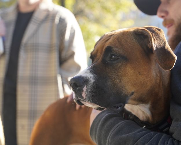 Brun og hvid hund i forgrunden med fokus på dens ansigt. En person holder den tæt, mens andre mennesker ses sløret i baggrunden.