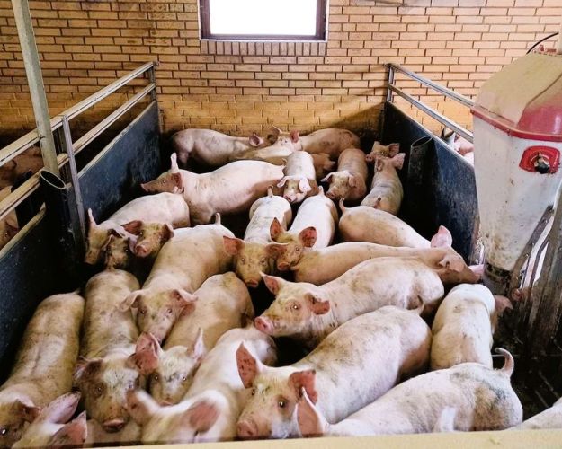 dersøgelsen erklærer 75 procent af de adspurgte sig enig eller delvist enig i, at deres ”kommune og region bør være villig til at betale for dansk kød, æg og mejeriprodukter med god dyrevelfærd”. Omvendt svarer 16 procent, at de er helt eller delvist uenige.