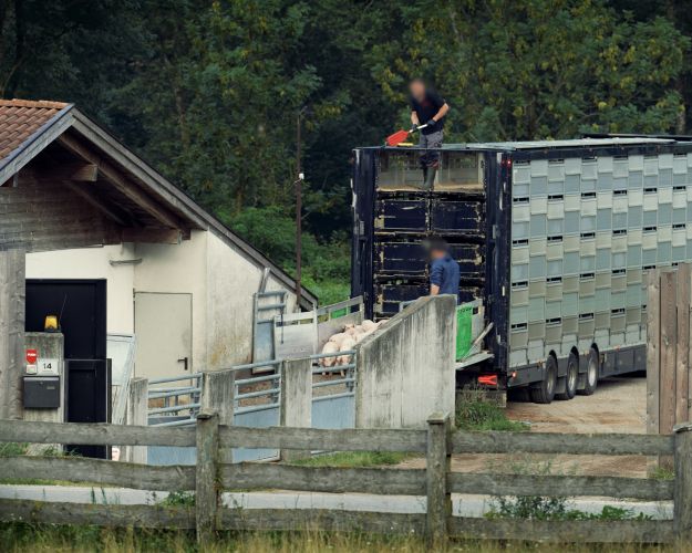 Dyrenes Beskyttelse har anmeldt en større organisator af grisetransporter til politiet for at angive vildledende oplysninger til de danske myndigheder. Vildledningen betød, at smågrise kunne sendes på en alt for lang og varm tur til Italien. Anmeldelsen peger ifølge dyreværnsorganisationen på et hul i kontrollen med transporten af millioner af danske grise. Foto: Dyrenes Beskyttelse