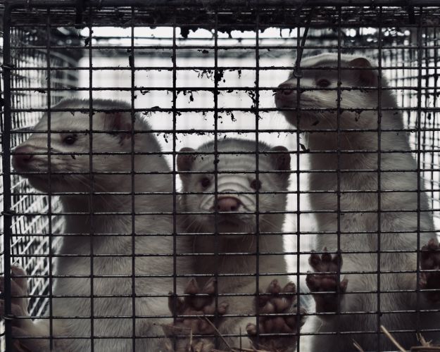 tre hvide mink står i lille bur med poterne oppe på tremmerne