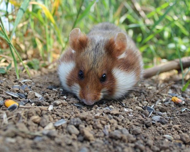 Hamster i køkkenhave