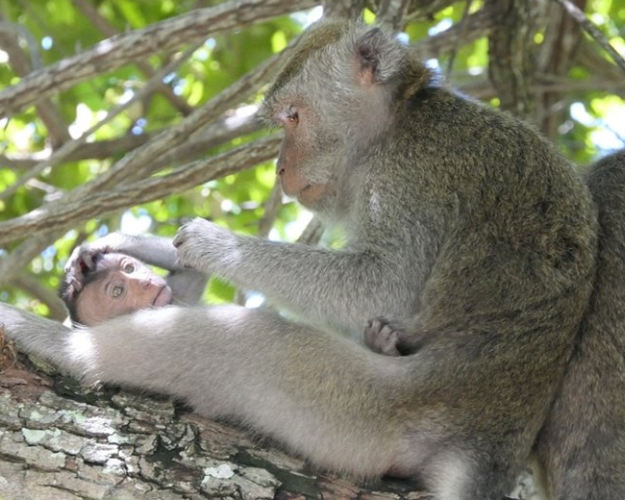 Den langhalede makak-abe er truet. Det slår ny vurdering af den eftertragtede forsøgsabe fast. Foto: Malene Friis Hansen