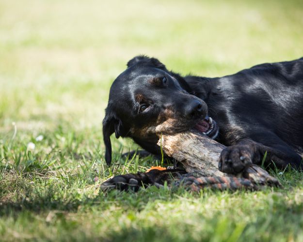 Sort hund ligger på græsplæne og tygger i et stykke træ