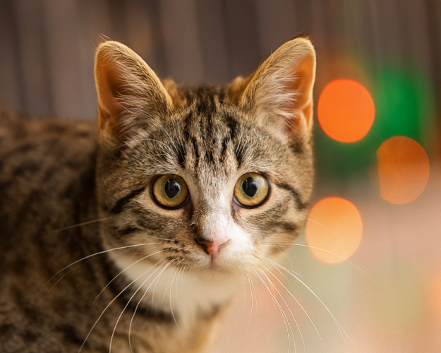 Kat med julelys i baggrunden