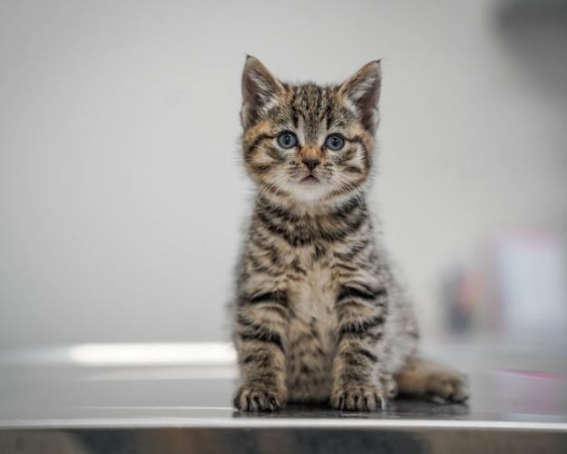 Kattekilling kigger i kameraet