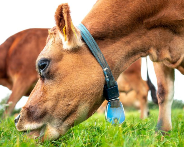 Køer græsser med sin flok