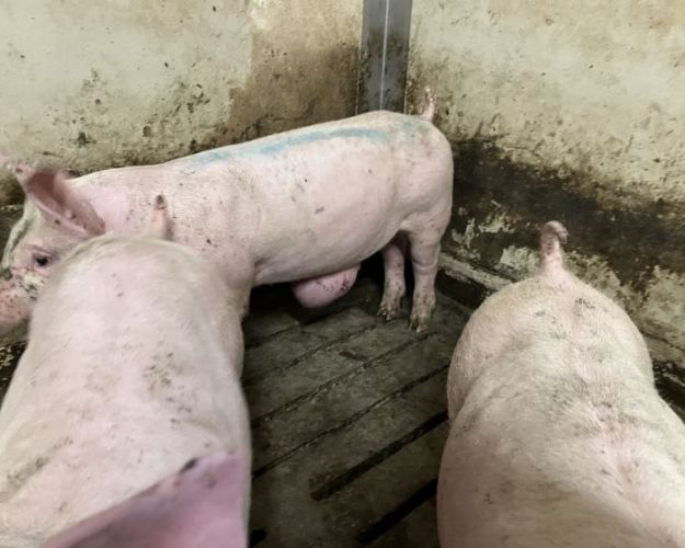 TV 2-dokumentaren viser blandt andet kraftigt underernærede, dehydrerede og døende patte- og smågrise, grise med ubehandlede halebid med koldbrand eller dybe læsioner og grise med kæmpestore broksække. Billedet er ikke fra dokumentaren - men fra Fødevarestyrelsens kontrolbesøg.