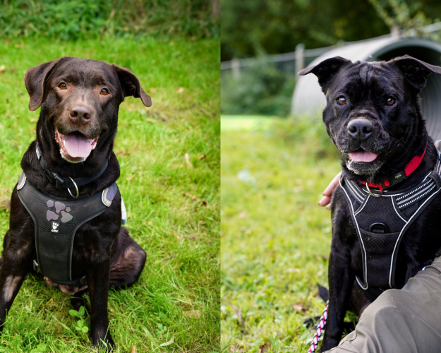 Hundende Bino og Mille i grønne omgivelser.