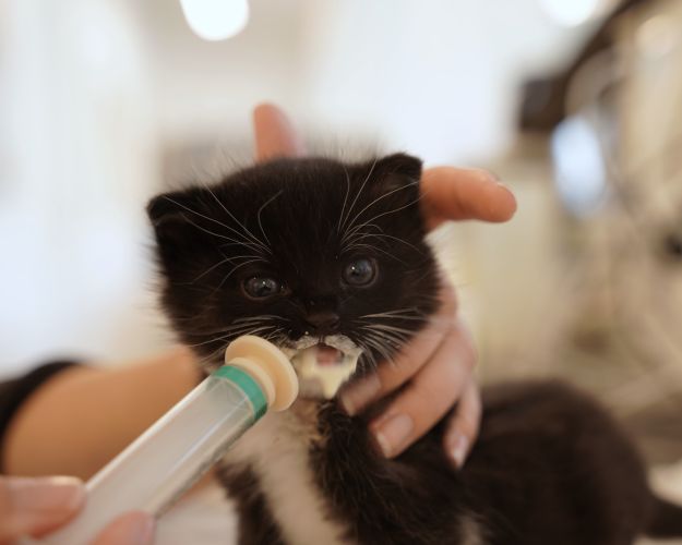 Lille sort kattekilling får modermælkserstatning med en fodringssprøjte