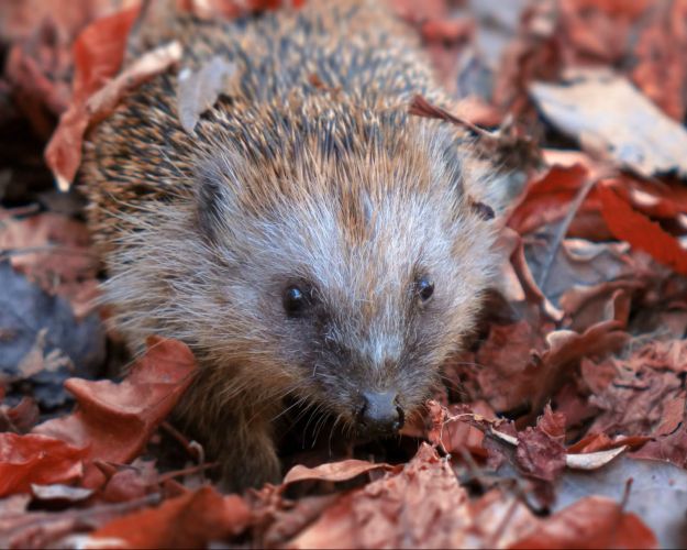 Pindsvin i efterårsblade