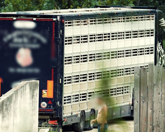 I august fulgte Dyrenes Beskyttelse efter en grisetransport til et samlested i Sydtyrol. Det viste sig, at stedet bruges til at undslippe myndighedskontrollen og omgå lovgivningen. Foto: Dyrenes Beskyttelse