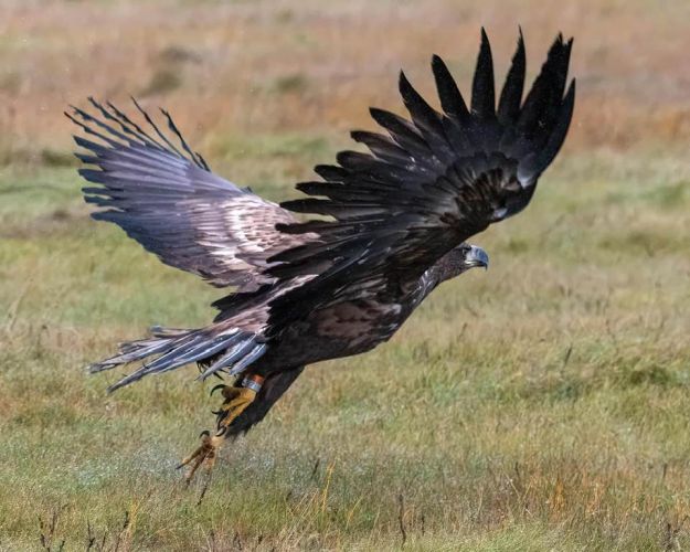 Selvom havørne har det godt i Danmark og er i fremgang, så kan de mægtige fugle alligevel godt få brug for hjælp. Foto: Peter Helmut Larsen