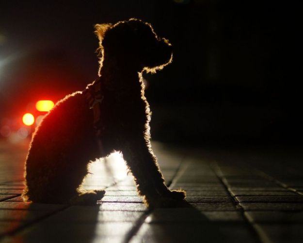 Hund sidder i mørke med en bil lysende bag sig