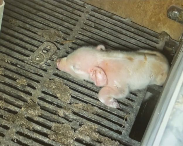 Dyrenes Beskyttelse politianmelder de tre ledende personer i svineproduktionen, som indgår i TV 2-dokumentaren "Hvem Passer på Grisene?: Afsløring hos landbrugets top", for en række ulovlige forhold. Foto: Screenshot fra TV 2-dokumentaren