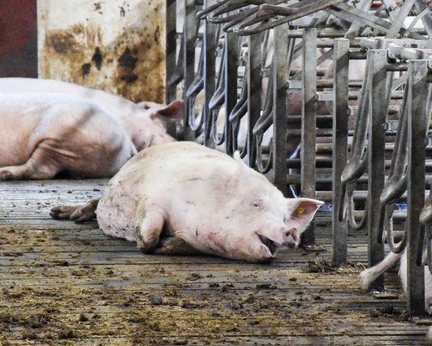 Etisk Råd anbefaler en omlægning af den industrielle produktion, da det store forbrug af antibiotika er farligt for både mennesker og dyr. Foto Dyrenes Beskyttelse