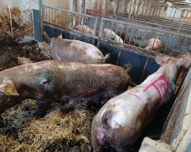 grise er møgbeskidte i stald