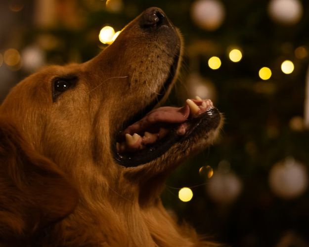 Hund venter på en godbid