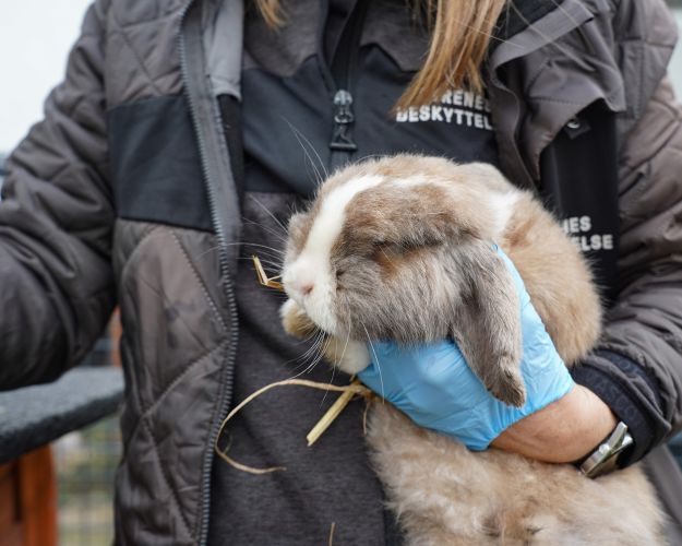 Medarbejder med kanin i hånd.