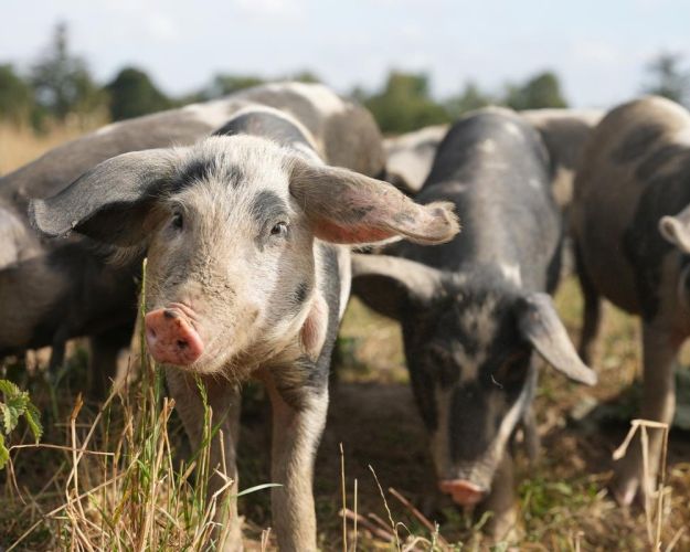 Udegris med adgang til det fri