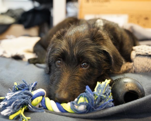 En sort hund med mellemlang pels ligger lavt på et mørkeblåt tæppe. Den kigger op med et ængsteligt blik og holder kroppen tæt mod gulvet. Foran sig har den et stykke legetøj og en sort bold. Baggrunden viser et dæmpet rum med papkasser og tekstiler.