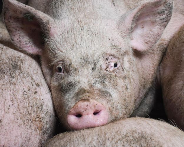 Foto: Thomas Degner / Dyrenes Beskyttelse