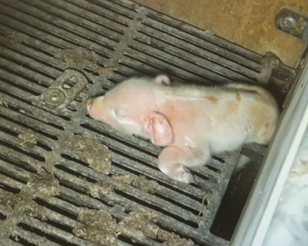 Nyfødt pattegris sidder fast med bagben/hofte i gulvet