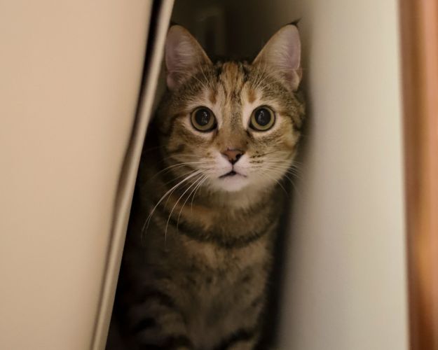 Kat gemmer sig bag sofa