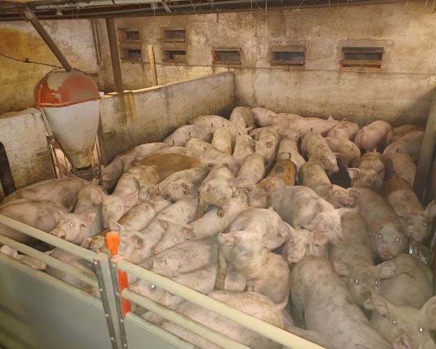 billede af grise i stald