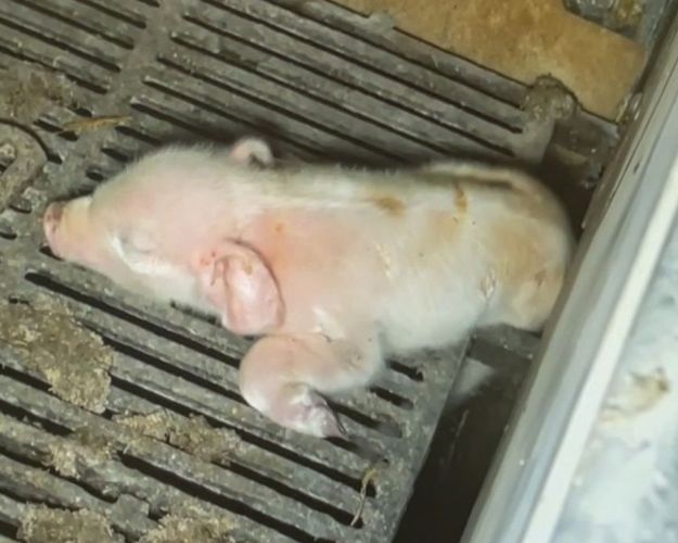 Pattegris sidder fast i gulvet