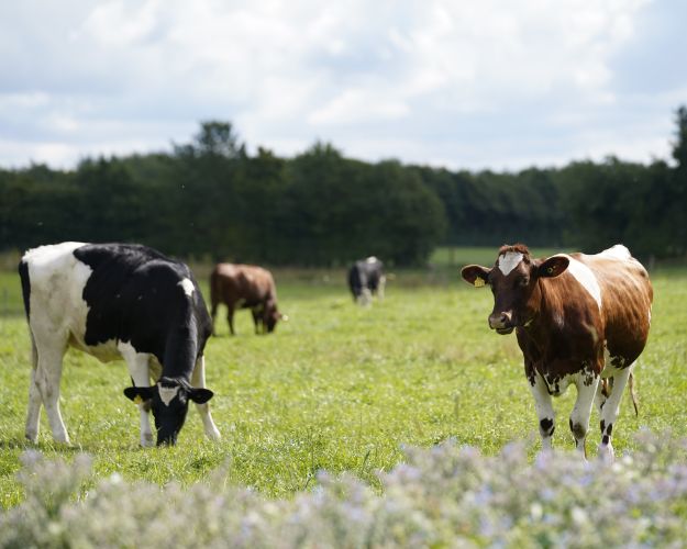 To køer går ude på græsmark