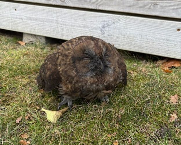 Det var en noget medtaget natugle, der endelig kom ud af skorstenen. Fjerdragten var smurt ind i sod og lungerne fyldte med røg. Foto: Michelle Braganza