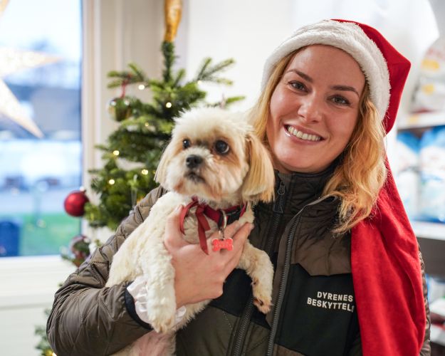 Clara med hund - Kvinde i nissehue smiler og holder en lille hvid hund i favnen foran et juletræ.