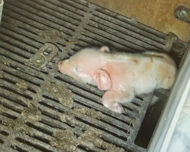 Dyrenes Beskyttelse har politianmeldt de tre ledende personer i svineproduktionen, som indgår i TV 2-dokumentaren "Hvem Passer på Grisene?: Afsløring hos landbrugets top", for en række ulovlige forhold. Dyreværnsorganisatonen kræver en bedre kontrol, så forhold som disse ikke kan gå ubemærket hen. Foto: Screenshot fra TV 2-dokumentaren