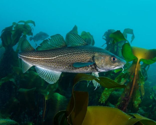 Hvis ikke torskefiskeriet bremses hårdt op, advarer forskerne om, at flere bestandene helt kan kollapse. Foto: © Alexander Mustard / WWF-UK