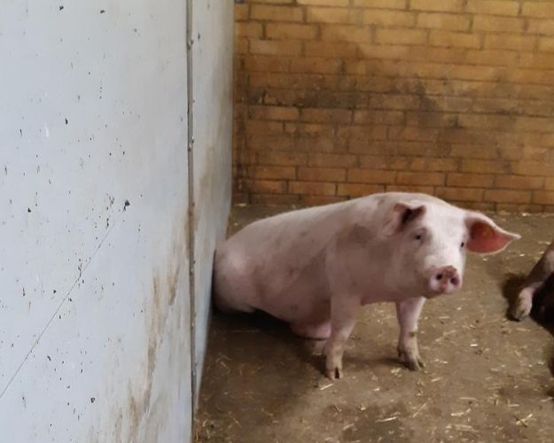 Grisene bliver ikke beskyttet af kontrollen i staldene, på slagteriet og transporterne. Foto: Fødevarestyrelsen
