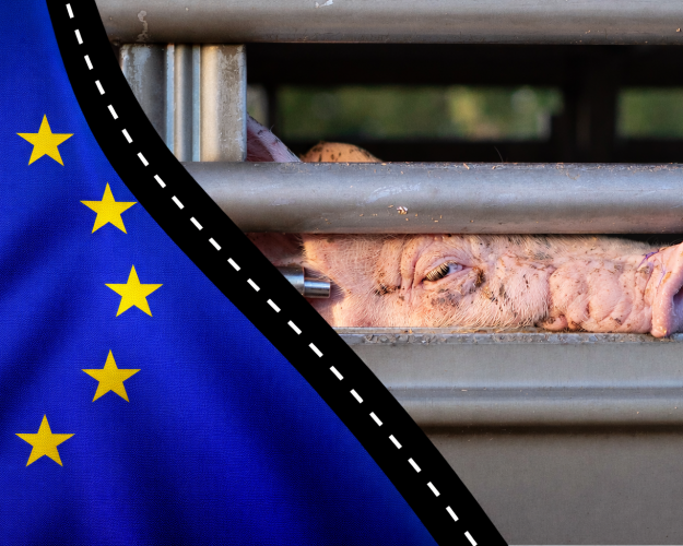 Gris på transport - og et EU-flag