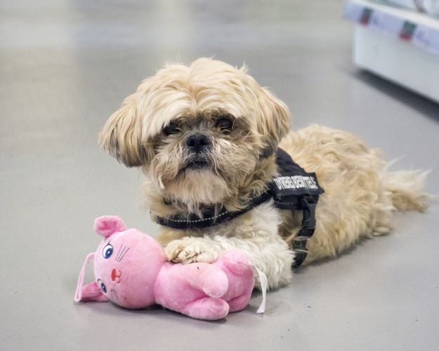 lille hund med bamse